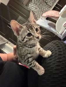 chaton bengal femelle - Photo 7
