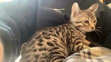 chaton bengal femelle - Photo 8