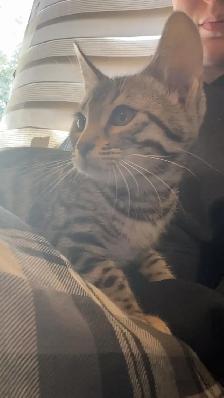 chaton bengal femelle - Photo 9