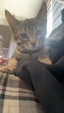 chaton bengal femelle - Photo 10