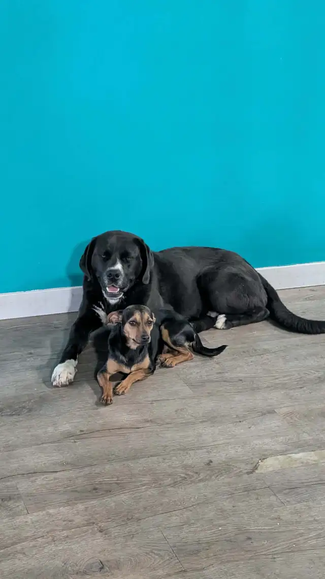 needs forever home