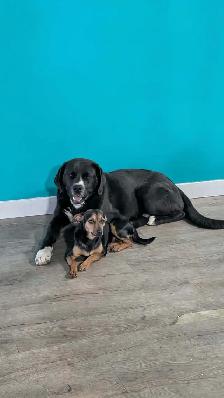 needs forever home