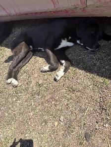 needs forever home - Photo 2