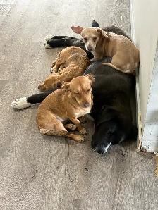 needs forever home - Photo 3