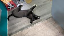 needs forever home - Photo 4