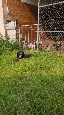 needs forever home - Photo 5