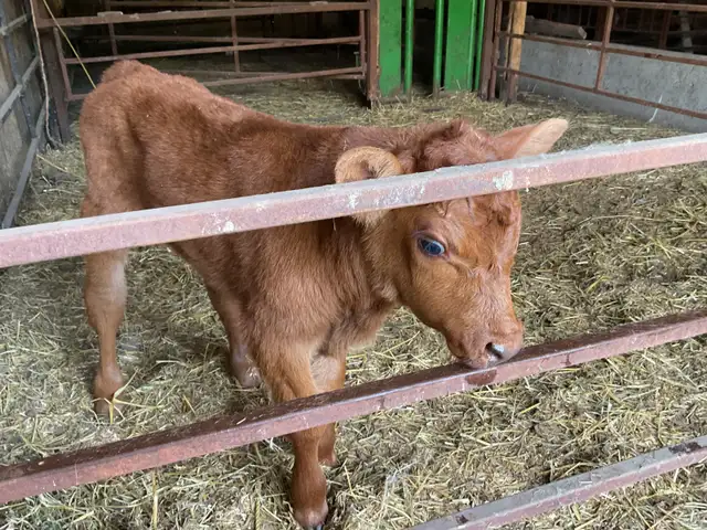 Day old bull calf