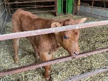 Day old bull calf
