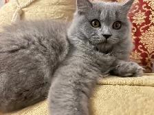 Scottish Straight Blue long-hair kittens registered in CCA/AFC