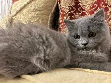 Scottish Straight Blue long-hair kittens registered in CCA/AFC - Photo 2