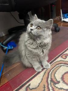 Scottish Straight Blue long-hair kittens registered in CCA/AFC - Photo 5