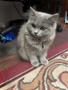 Scottish Straight Blue long-hair kittens registered in CCA/AFC - Photo 6