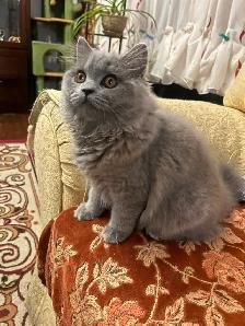 Scottish Straight Blue long-hair kittens registered in CCA/AFC - Photo 7