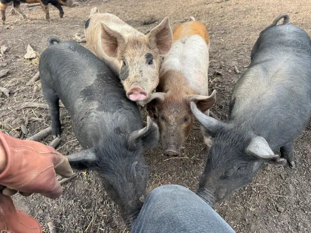 Weaner Pigs