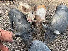 Weaner Pigs