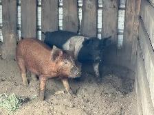 Weaner Pigs - Photo 2