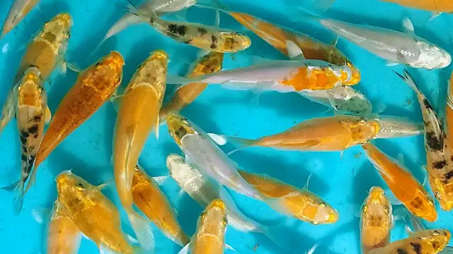 Koi fish for sale