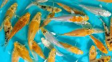 Koi fish for sale