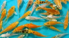 Koi fish for sale - Photo 2