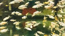 Koi fish for sale - Photo 3