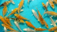 Koi fish for sale - Photo 4