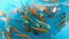 Koi fish for sale - Photo 5
