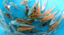 Koi fish for sale - Photo 6