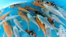 Koi fish for sale - Photo 7