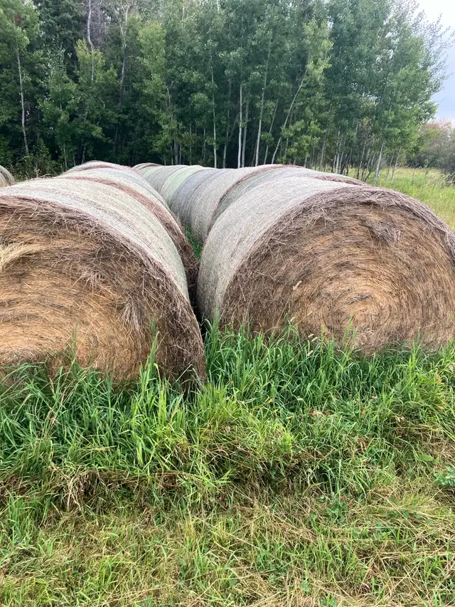 2 year old lowland hay