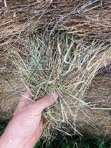 2 year old lowland hay - Photo 2