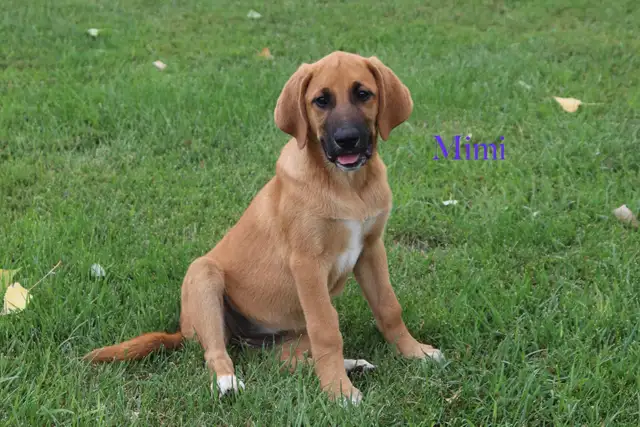 Beautiful Coonhound/Pyrenees Puppies