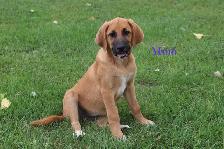 Beautiful Coonhound/Pyrenees Puppies