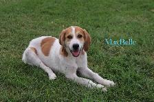 Beautiful Coonhound/Pyrenees Puppies - Photo 2