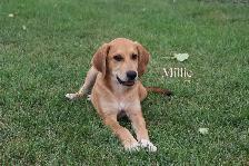 Beautiful Coonhound/Pyrenees Puppies - Photo 3