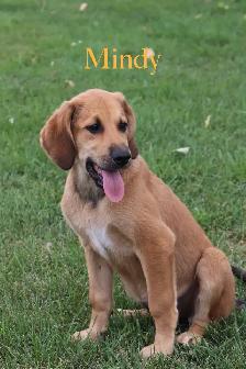 Beautiful Coonhound/Pyrenees Puppies - Photo 4