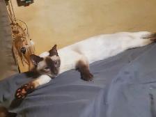 Seal point chocolate point male siamese - Photo 4