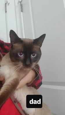 Seal point chocolate point male siamese - Photo 5
