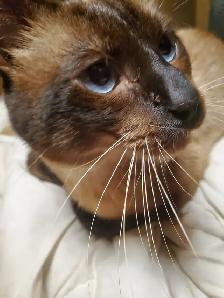 Seal point chocolate point male siamese - Photo 6