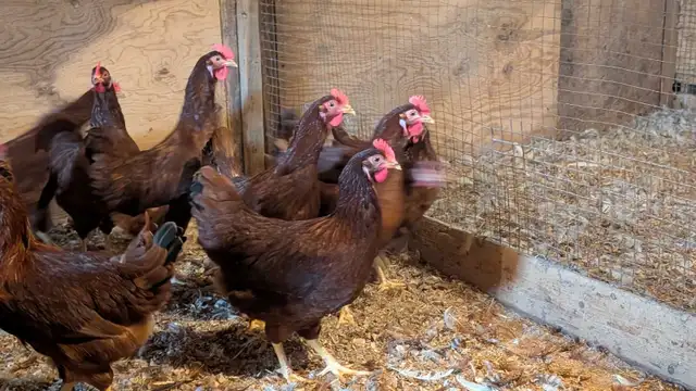 ready to lay Rhode Island red