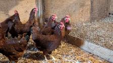 ready to lay Rhode Island red