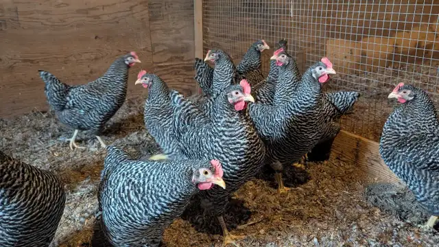 ready to lay barred rock