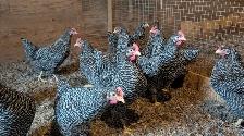 ready to lay barred rock