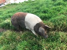 Breeding Sows - Choice