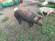 Breeding Sows - Choice - Photo 2