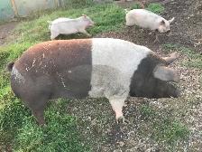 Breeding Sows - Choice - Photo 3