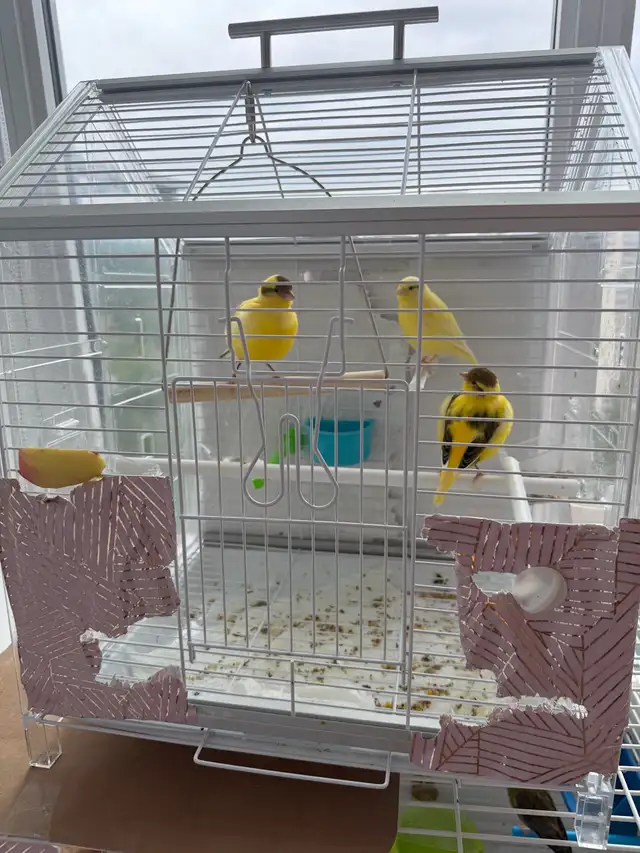 Canary Rehoming