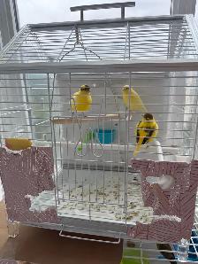 Canary Rehoming