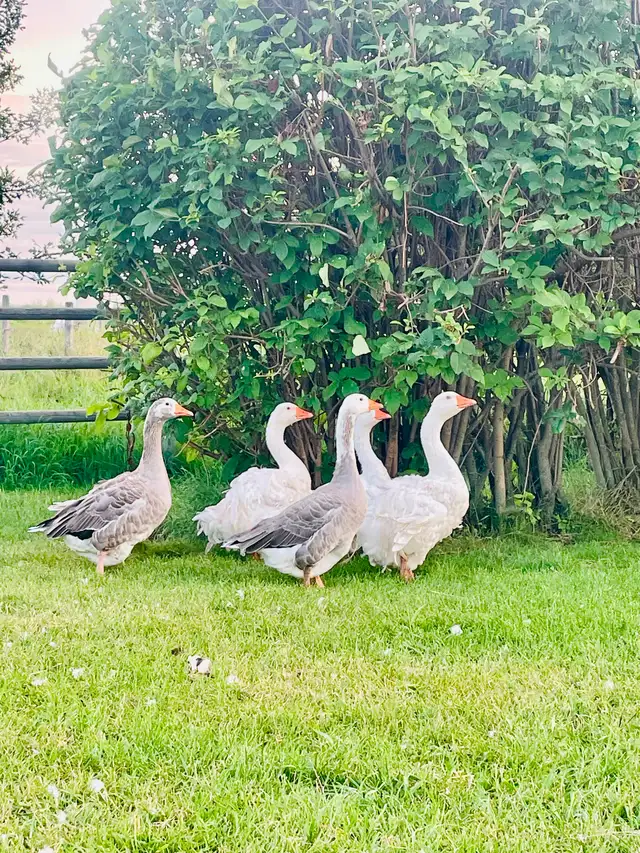 Geese group for sale