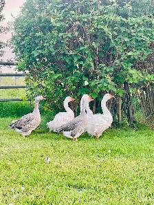 Rare breed geese group for sale
