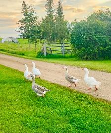 Rare breed geese group for sale - Photo 2